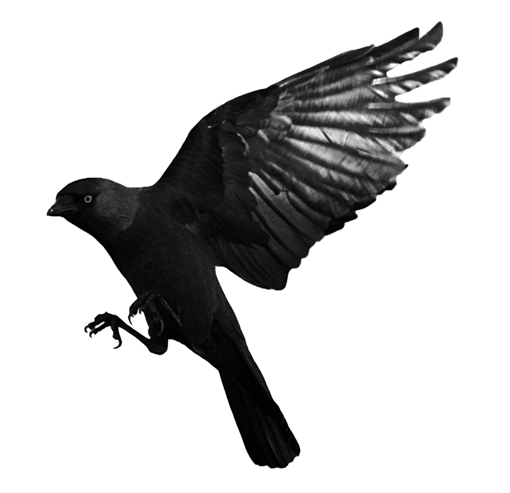 Bird Raven Transparent PNG Image