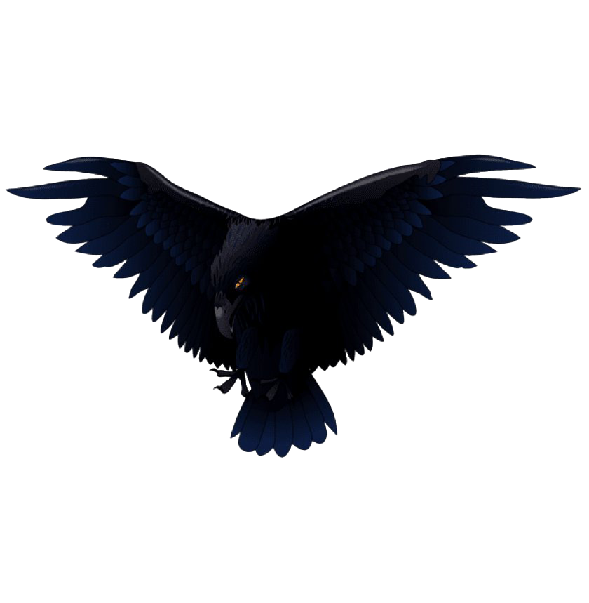 Bird Raven Transparent PNG Image