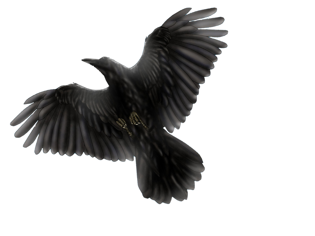 Bird Raven Transparent PNG Image