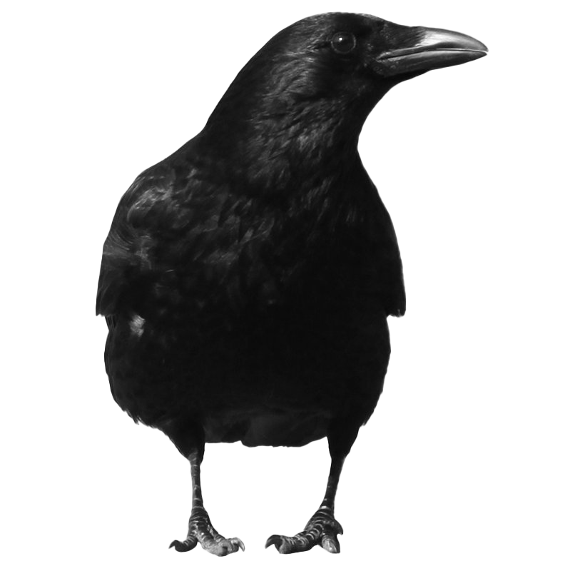 Bird Raven Transparent PNG Image