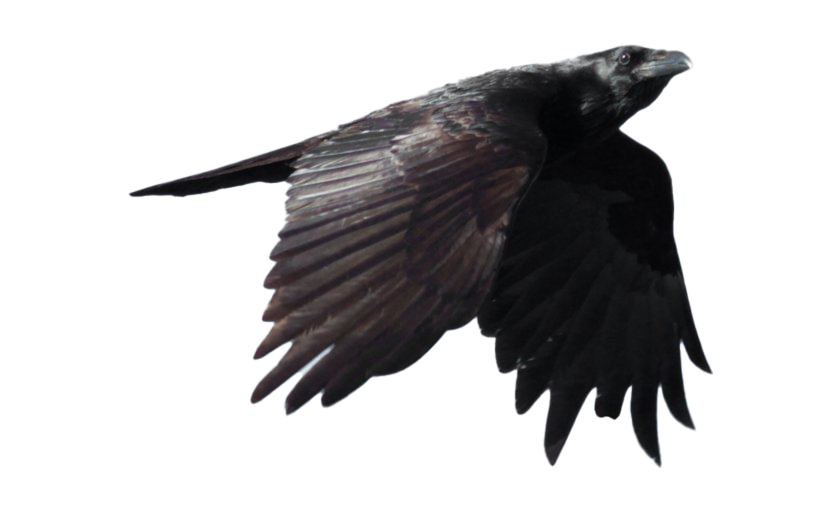 Raven Transparent PNG Image