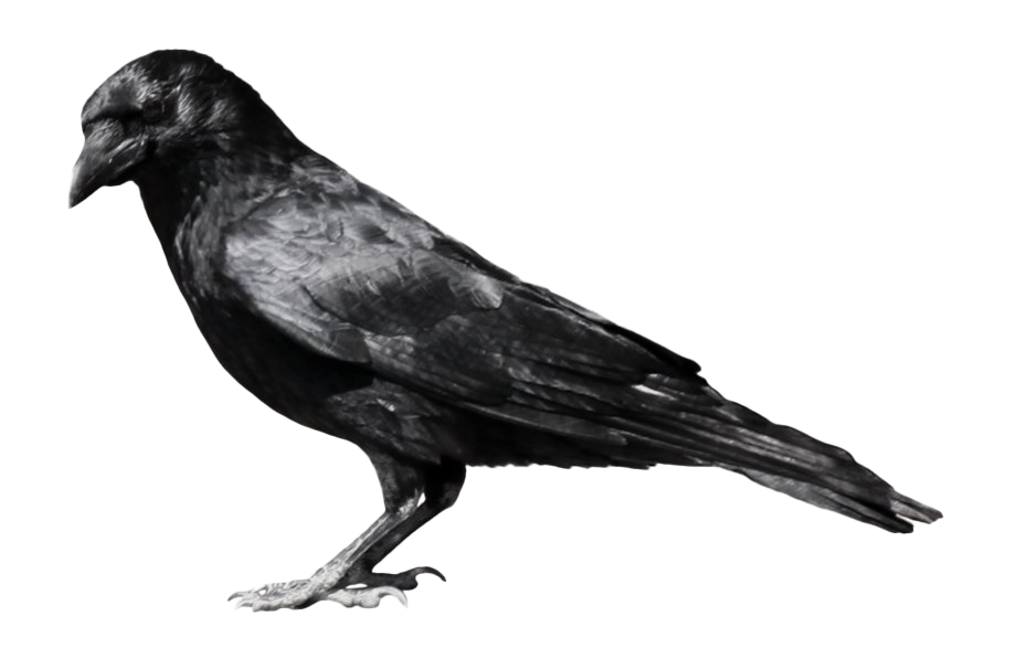 Raven Transparent PNG Image