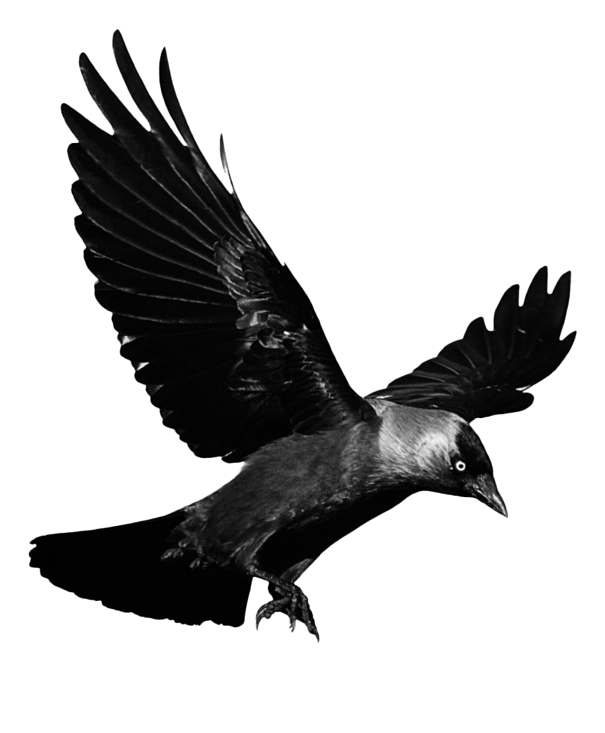 Raven Transparent PNG Image