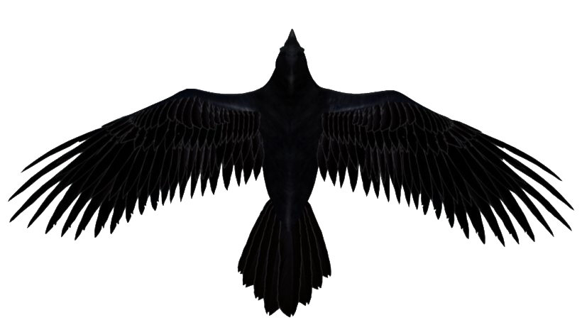 Raven Transparent PNG Image
