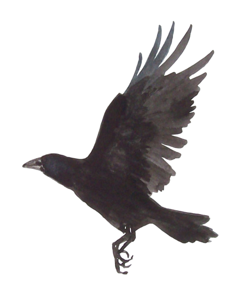 Raven Transparent PNG Image