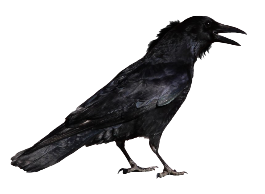 Raven File Transparent PNG Image