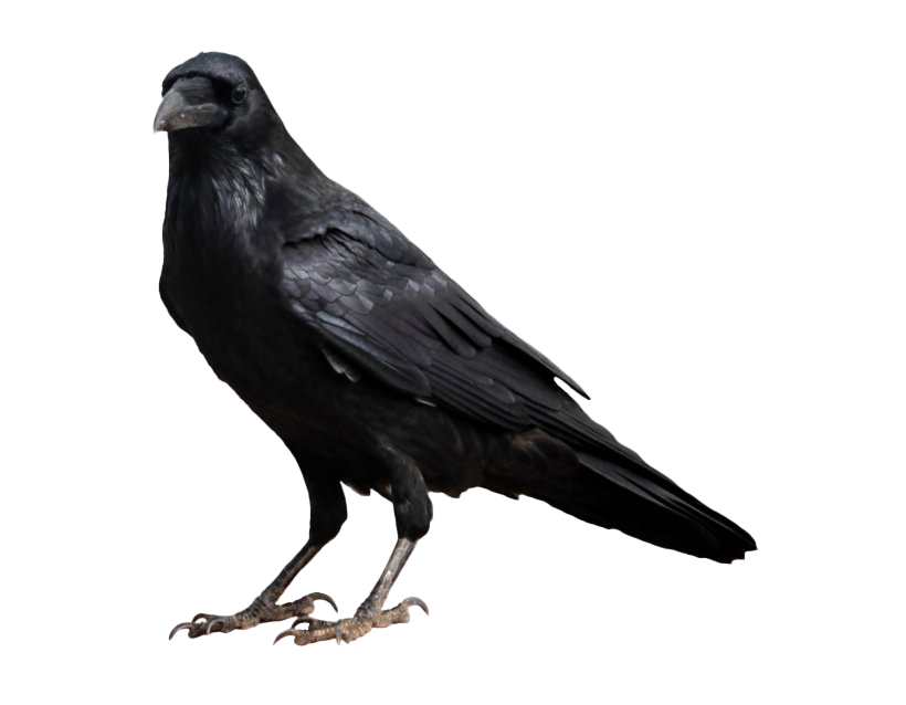 Raven Transparent PNG Image