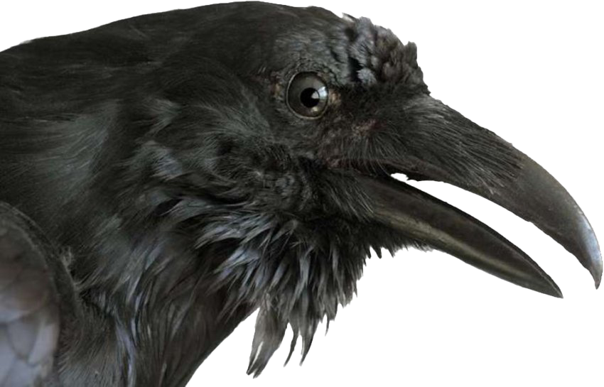 Raven Transparent PNG Image