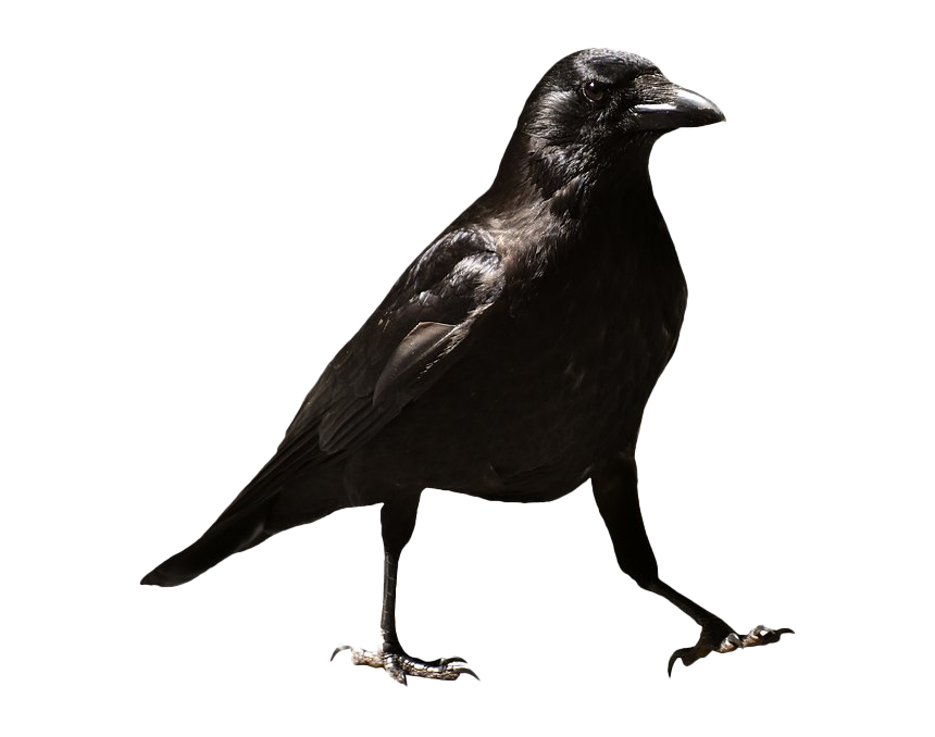 Raven Transparent PNG Image