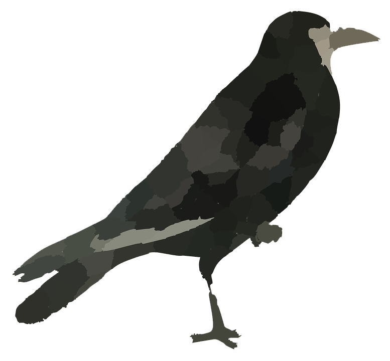 Raven Bird Transparent PNG Image