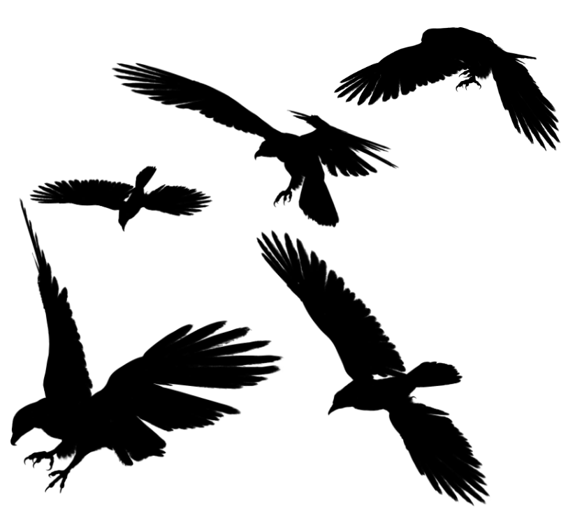 Raven Flying Transparent PNG Image