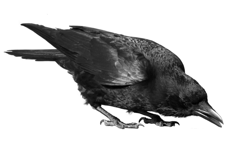 Raven Bird Transparent PNG Image