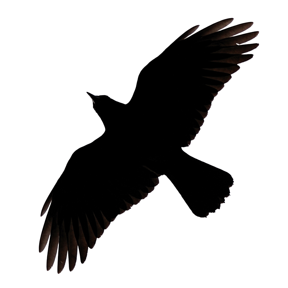 Raven Flying Transparent PNG Image