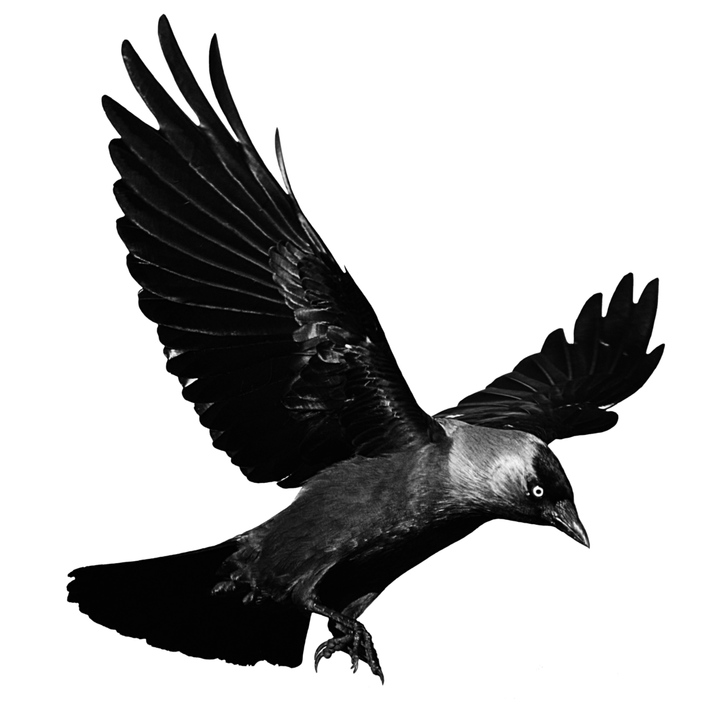 Raven Flying Background Transparent PNG Image