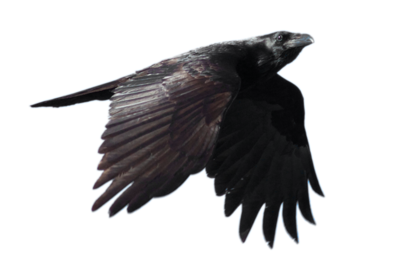 Raven Flying Transparent PNG Image