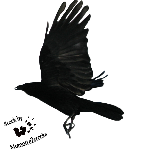 Raven Flying Transparent PNG Image
