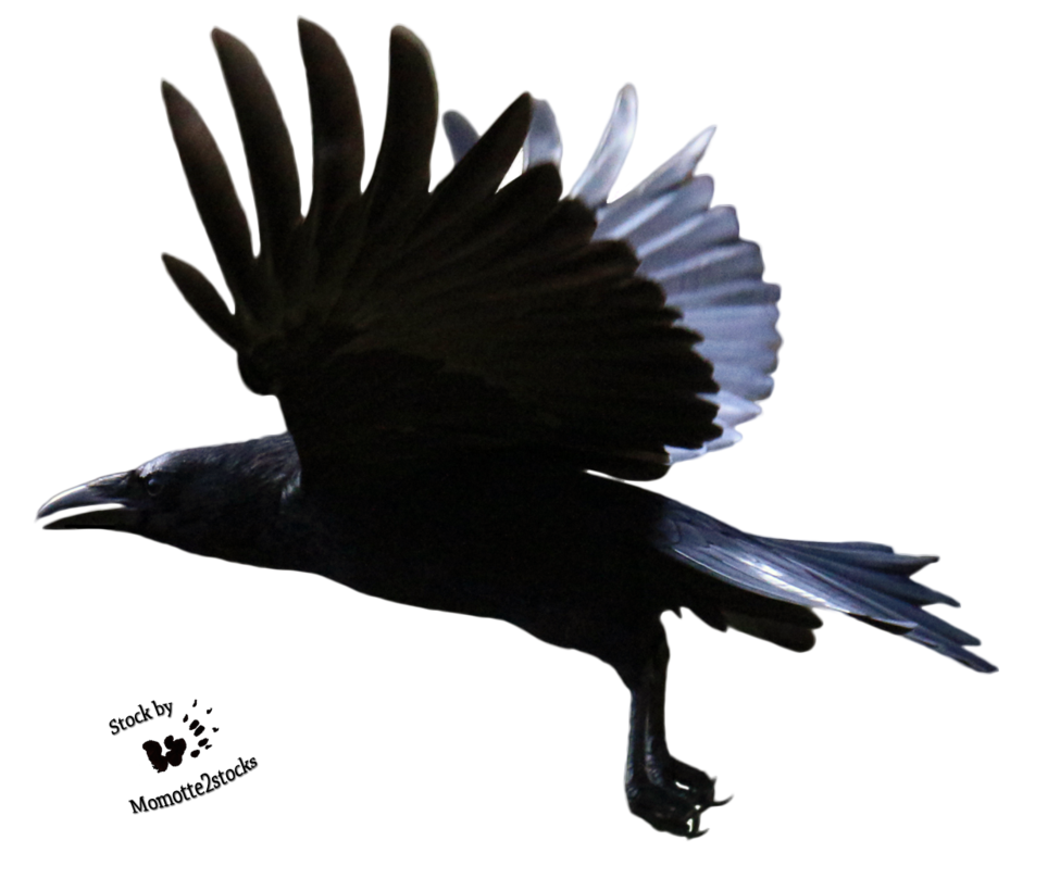 Raven Flying Transparent PNG Image