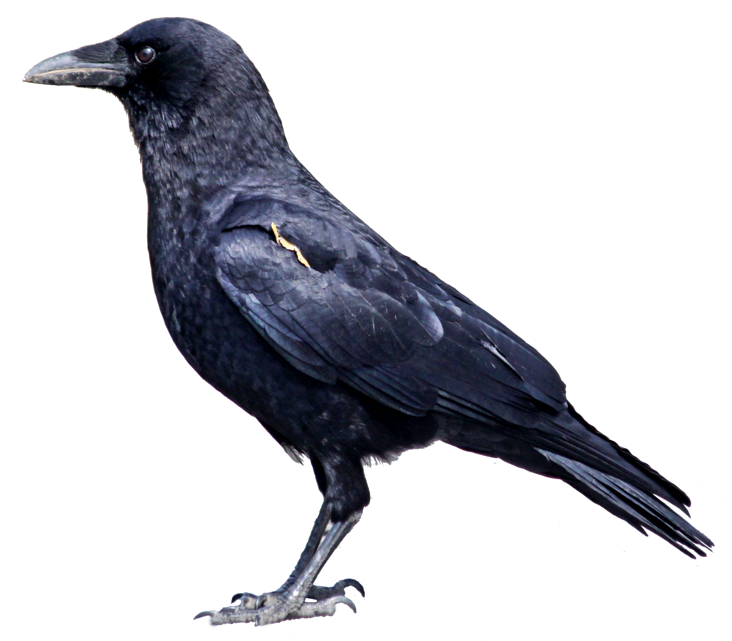 Raven Bird Transparent PNG Image