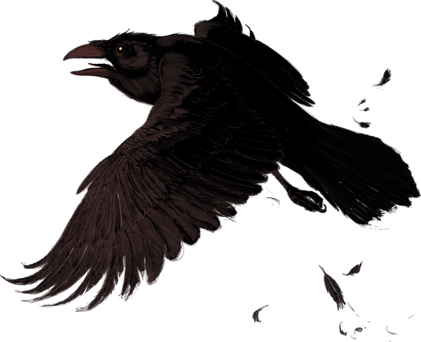 Raven Transparent PNG Image