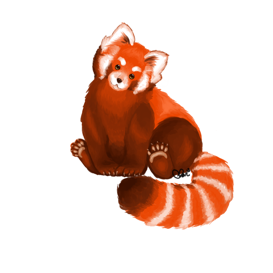 Red Panda File Transparent PNG Image
