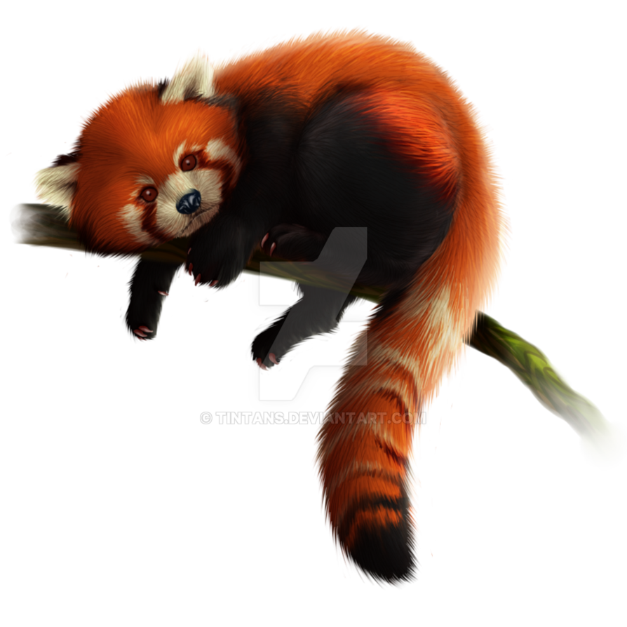 Red Panda Transparent PNG Image