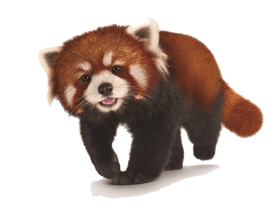 Red Panda Transparent PNG Image