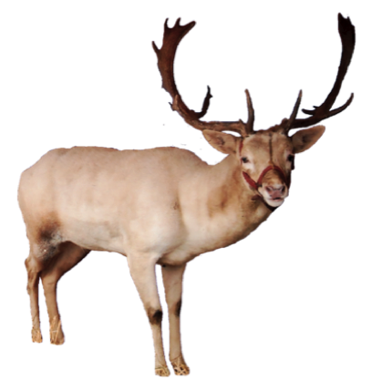 Reindeer Transparent PNG Image