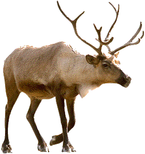 Reindeer Transparent PNG Image