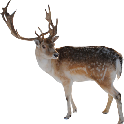 Reindeer File Transparent PNG Image