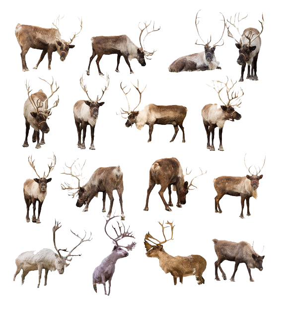 Reindeer Transparent PNG Image