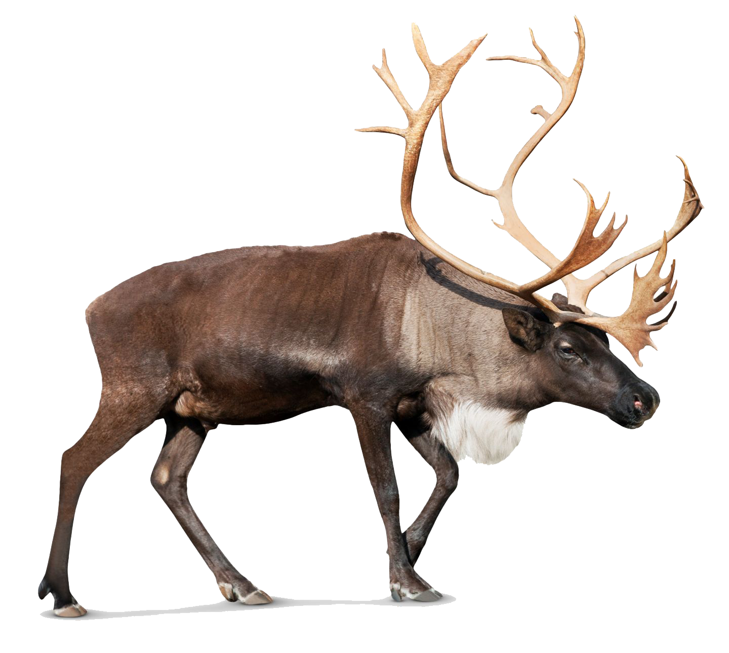 Reindeer Transparent PNG Image