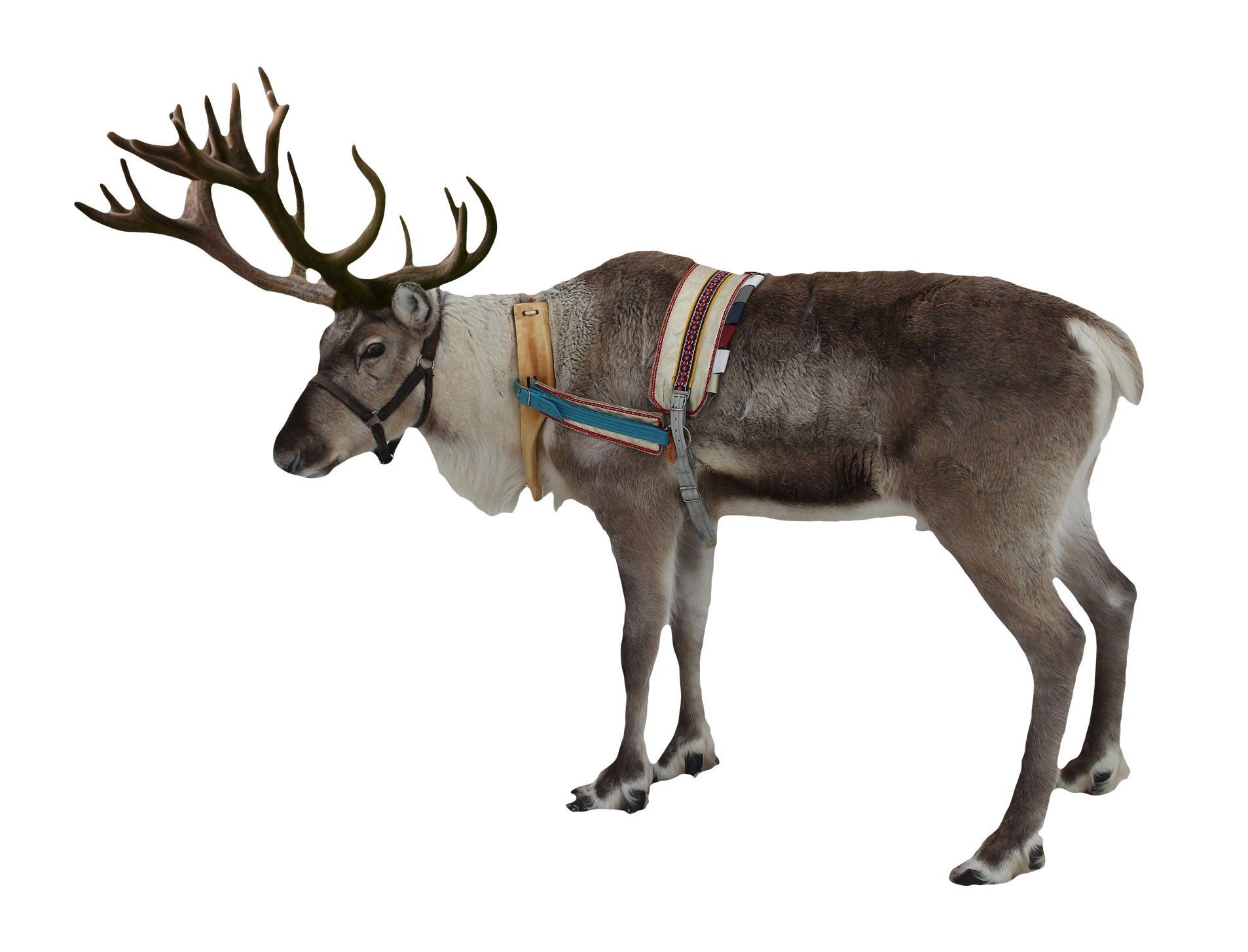 Reindeer Transparent PNG Image