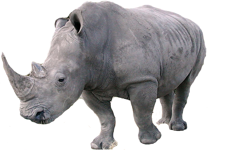 Rhinoceros Transparent PNG Image