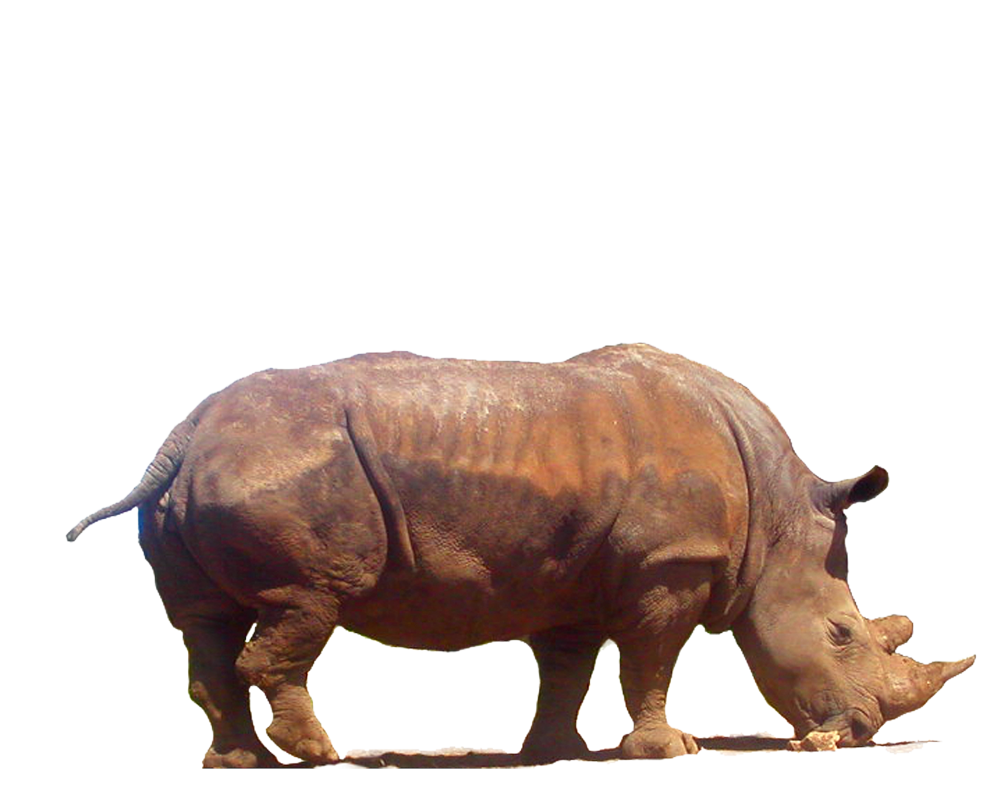 Rhinoceros Transparent PNG Image