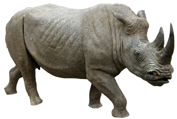 Rhinoceros Transparent PNG Image