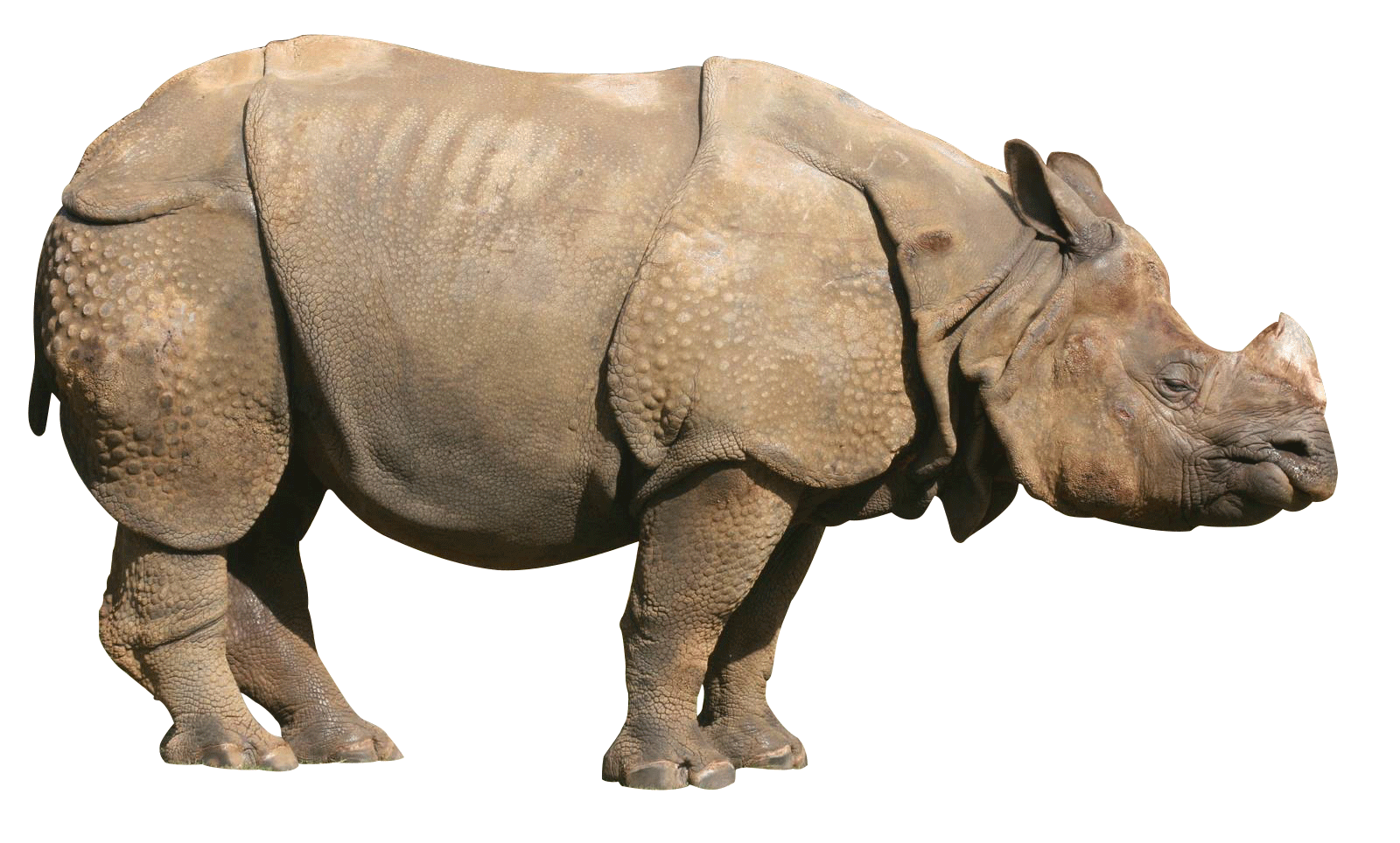 Rhinoceros Transparent PNG Image