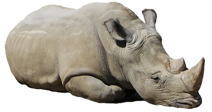 Rhinoceros Transparent PNG Image