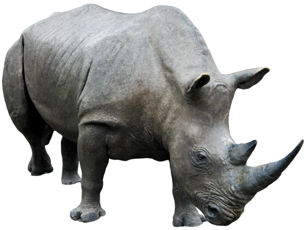 Rhinoceros Transparent PNG Image