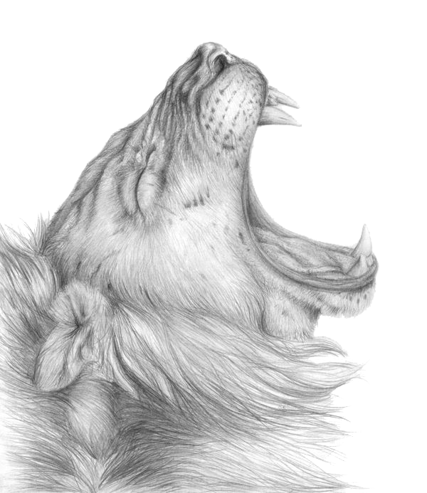 Lioness Roar Transparent PNG Image