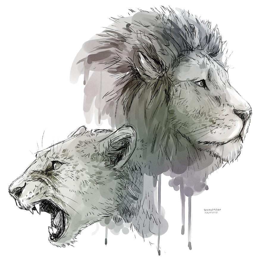 Lioness Roar Background Transparent PNG Image