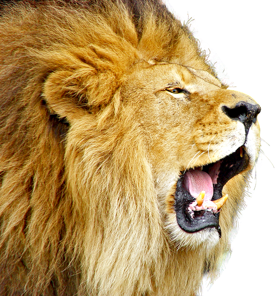 Lioness Roar Transparent PNG Image