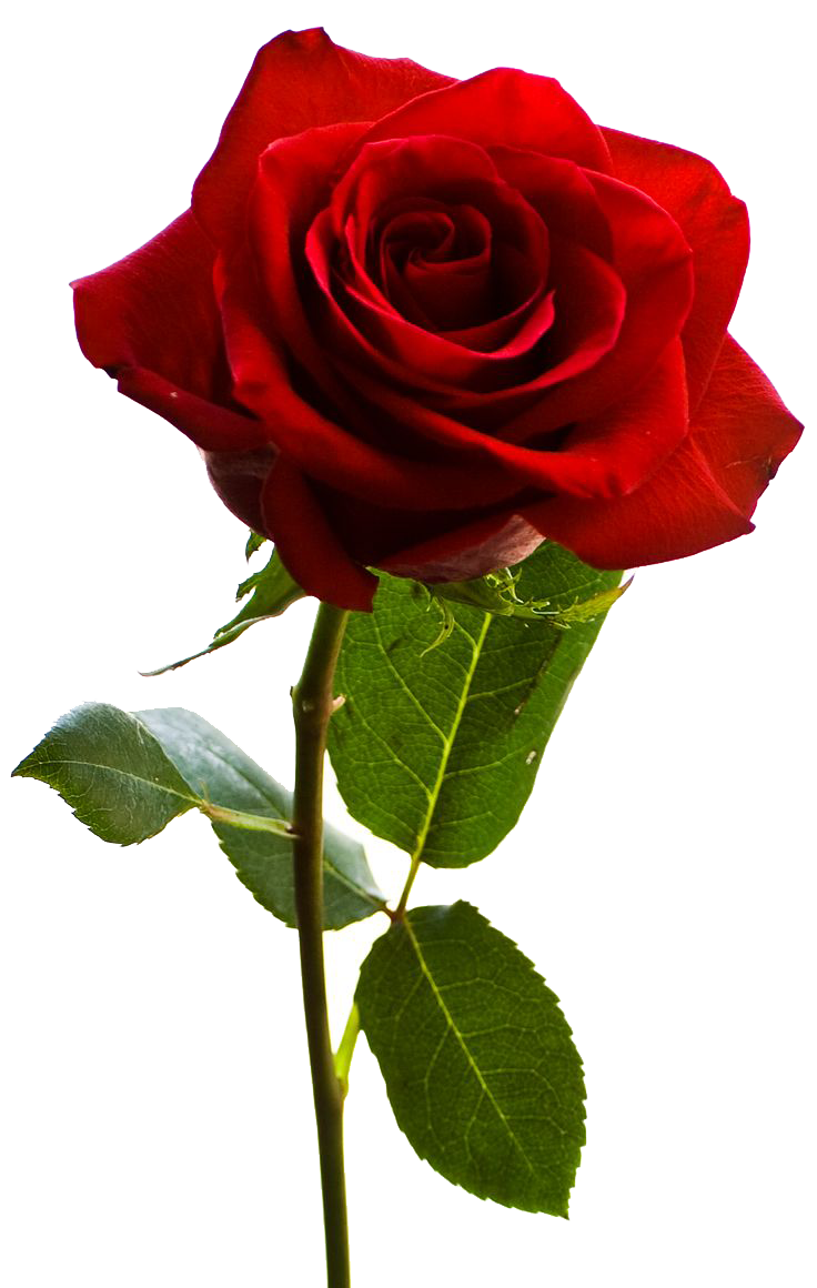 Rose Transparent PNG Image