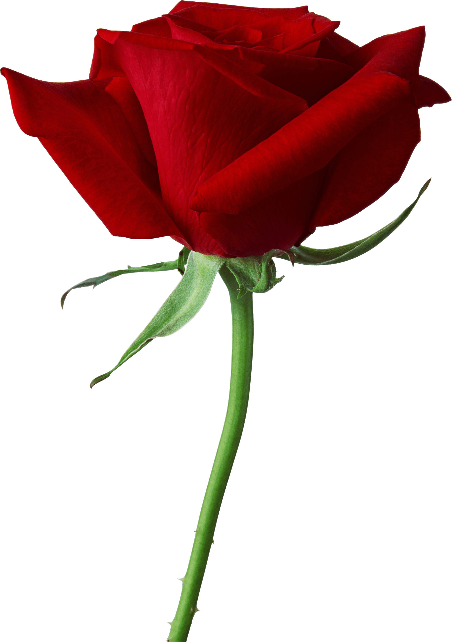 Rose Transparent PNG Image