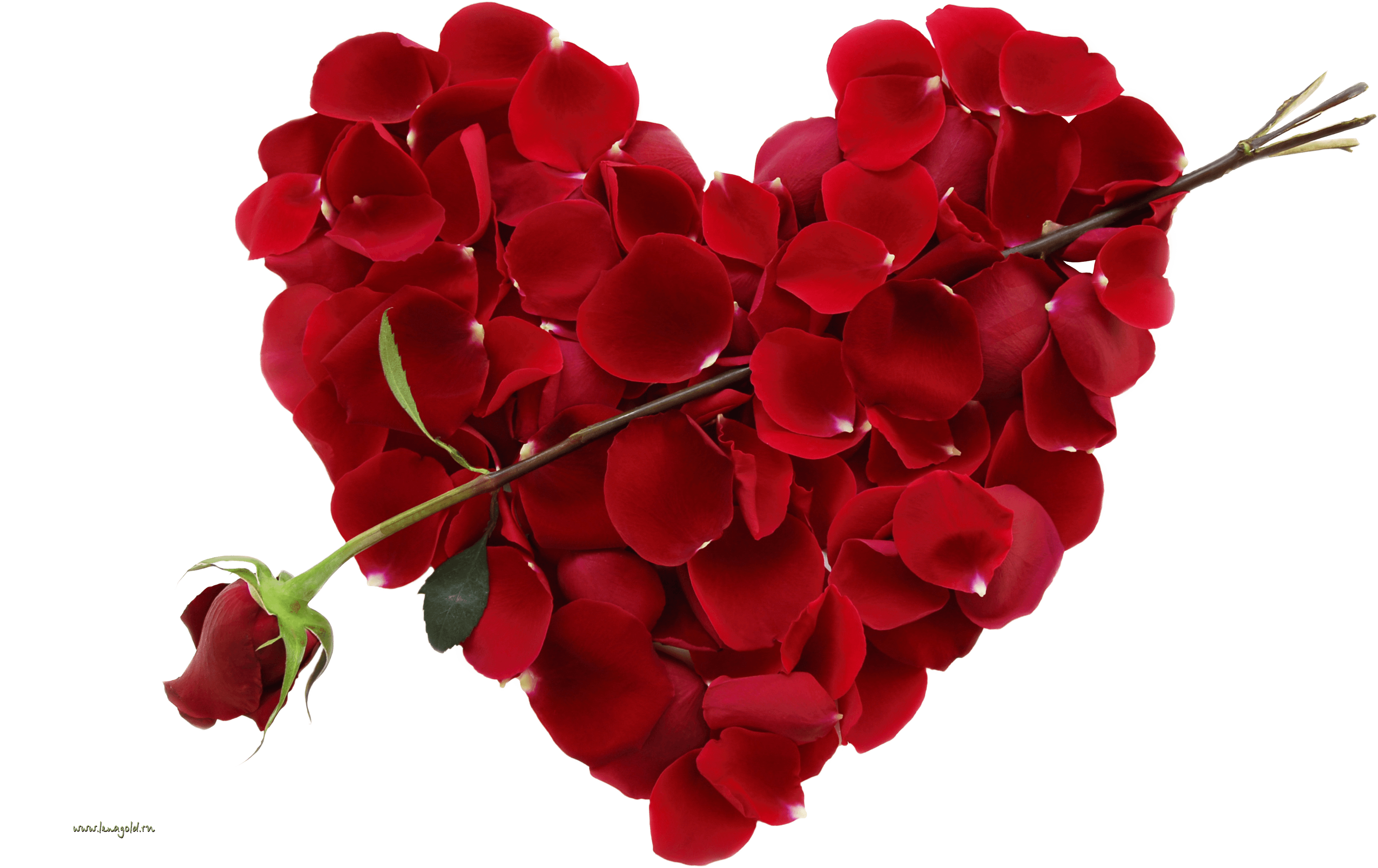 Rose Transparent PNG Image