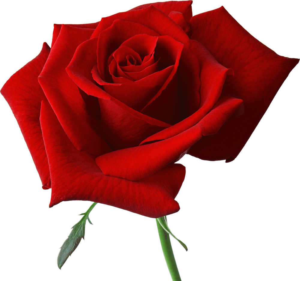 Red Rose Transparent PNG Image