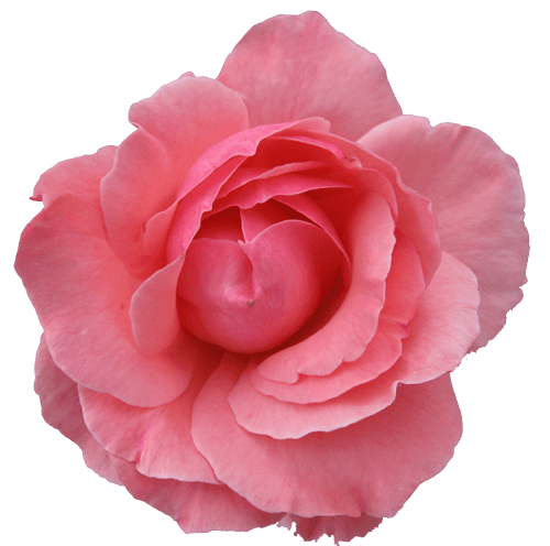 Pink Rose Transparent PNG Image