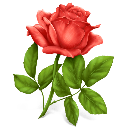 Pink Rose Transparent PNG Image