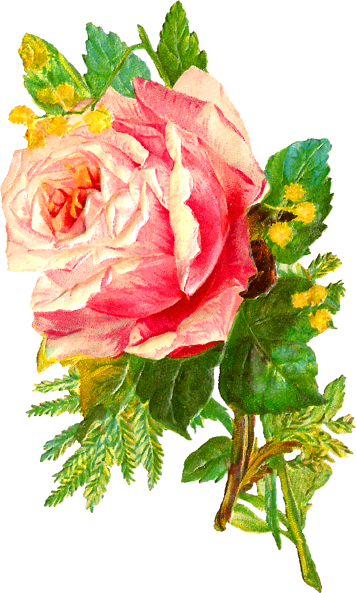 Pink Rose Flower Bunch Transparent PNG Image