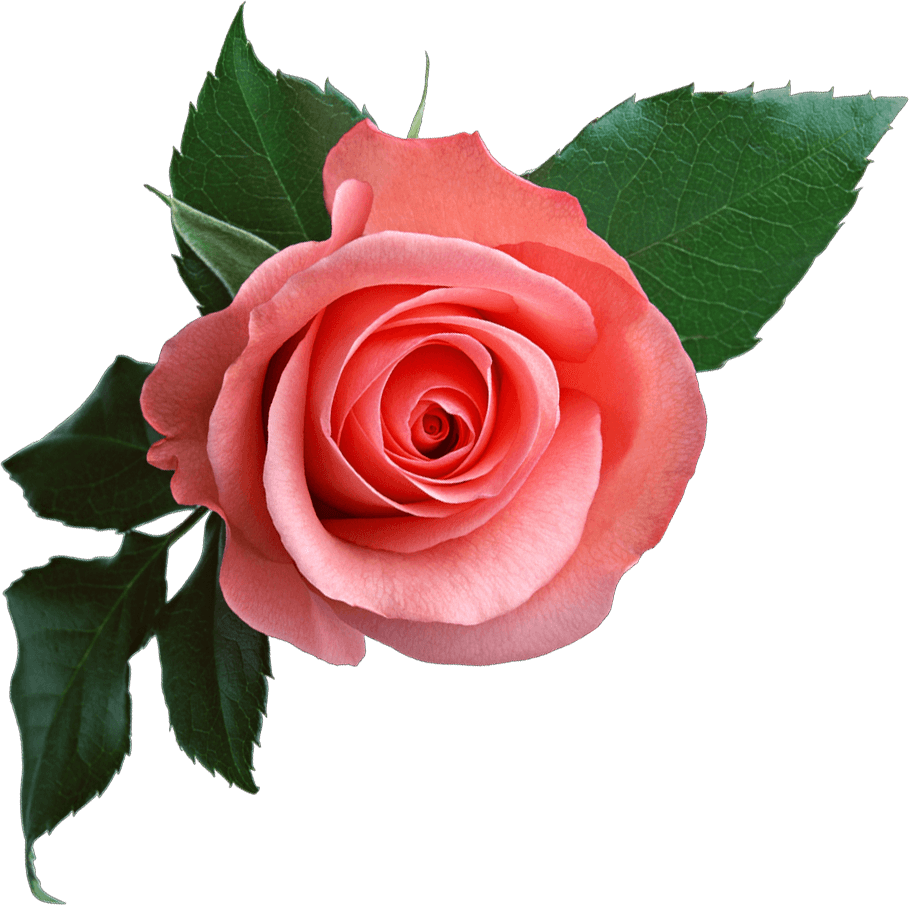 Pink Rose Transparent PNG Image