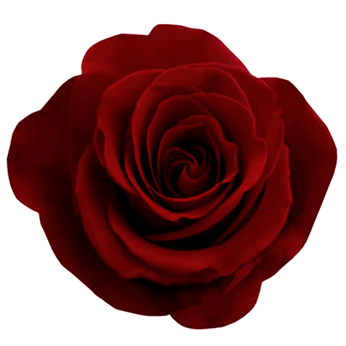 Red Rose Transparent PNG Image